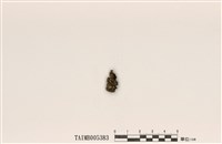 藏品(小羊角衣)的圖片